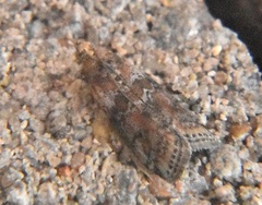 Sciota rubrisparsella
