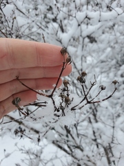 Philadelphus lewisii