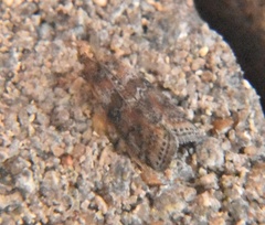 Sciota rubrisparsella