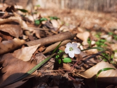 Claytonia virginica