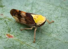 Brunotartessus fulvus