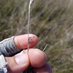 Rhynchospora microcarpa