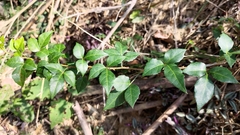 Eleutherococcus trifoliatus