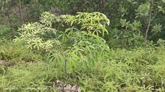 Alstonia