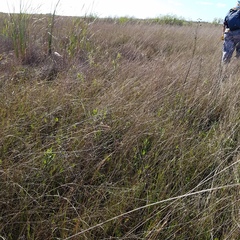 Rhynchospora microcarpa