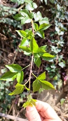 Eleutherococcus trifoliatus