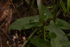 Parsonsia dorrigoensis