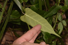 Parsonsia dorrigoensis