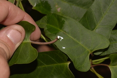 Parsonsia dorrigoensis