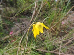 Calochortus