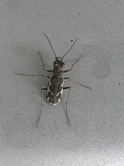 Neocicindela tuberculata