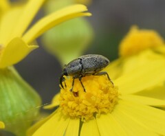 Odontocorynus
