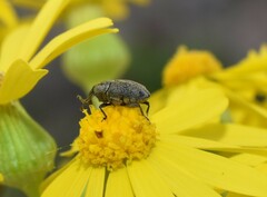 Odontocorynus