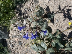 Phacelia minor