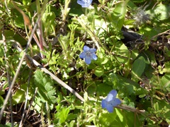 Nemophila menziesii
