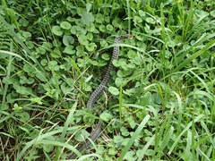 Rhabdophis tigrinus tigrinus