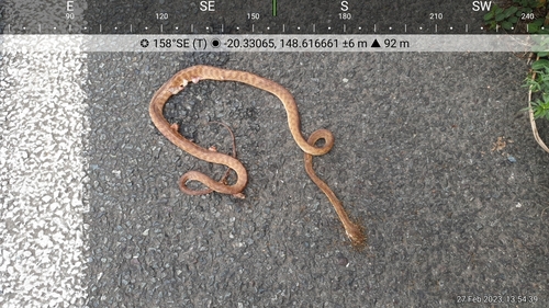 Brown Tree Snake sighting