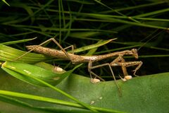 Coptopteryx gayi