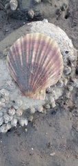 Chlamys hastata