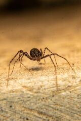 Scytodes globula
