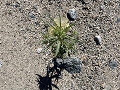 Mohavea confertiflora