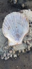 Chlamys hastata