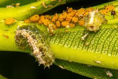 Dioprosopa clavata