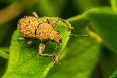 Pantomorus postfasciatus