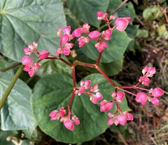 Begonia obliqua