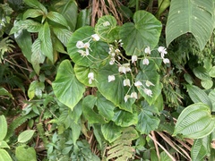 Begonia obliqua