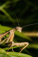 Coptopteryx gayi