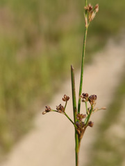 Juncus alpinoarticulatus