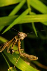 Coptopteryx gayi