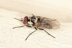 Anthomyia benguellae