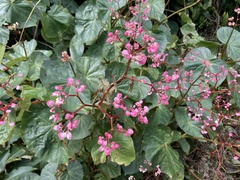 Begonia obliqua