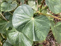 Begonia obliqua