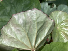 Begonia obliqua