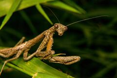 Coptopteryx gayi