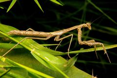 Coptopteryx gayi