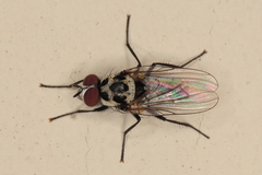 Anthomyia benguellae