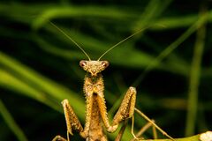 Coptopteryx gayi