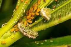 Dioprosopa clavata