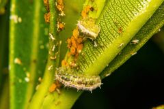 Dioprosopa clavata