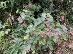 Begonia obliqua