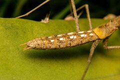 Coptopteryx gayi