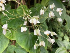 Begonia obliqua