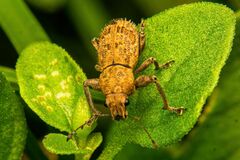 Pantomorus postfasciatus