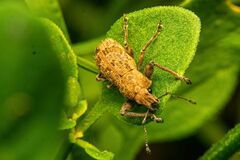 Pantomorus postfasciatus