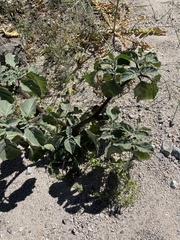 Datura discolor