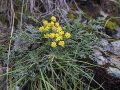 Lomatium utriculatum